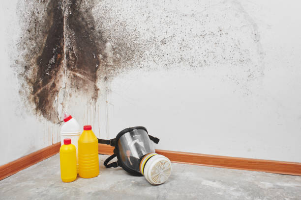Best Bathroom Mold Remediation in Hemet, CA