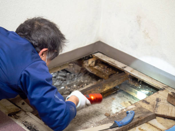 Best Attic Mold Remediation in Hemet, CA