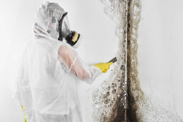 Best Residential Mold Remediation in Hemet, CA