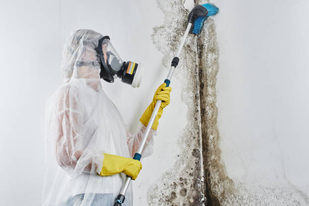 Best HVAC Mold Remediation in Hemet, CA
