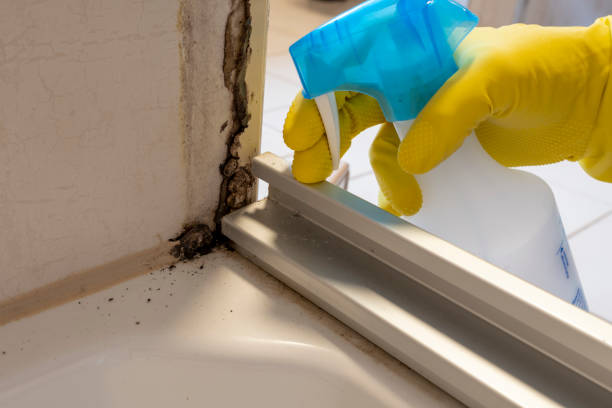 Best Kitchen Mold Remediation in Hemet, CA