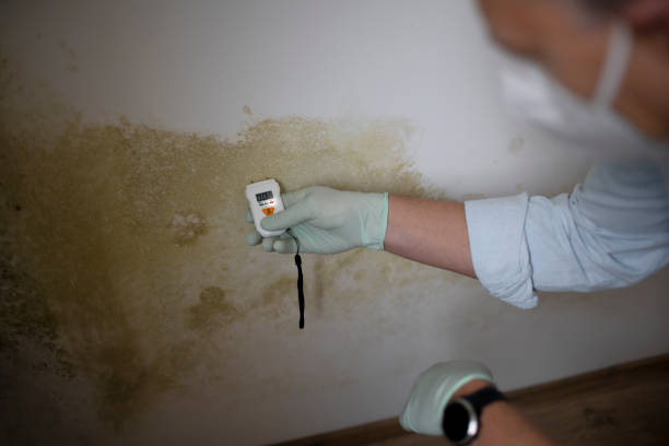 Best Insurance-Related Mold Remediation in Hemet, CA