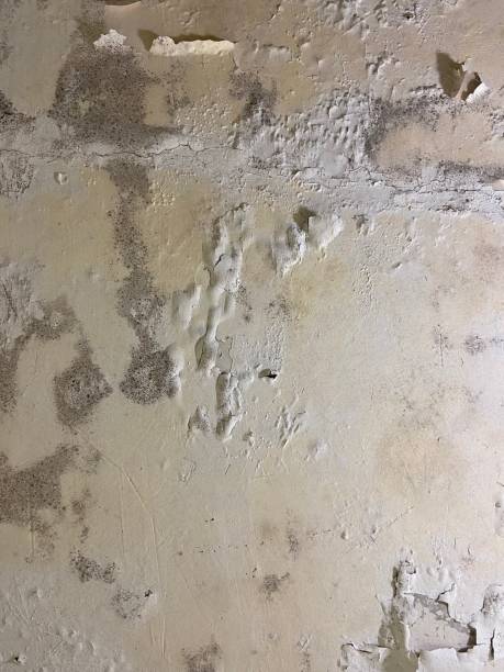 Professional Mold Remediation in Hemet, CA