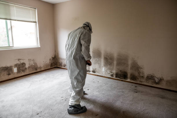 Best Post-Flood Mold Remediation in Hemet, CA