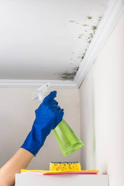 Best Health and Safety Mold Remediation in Hemet, CA